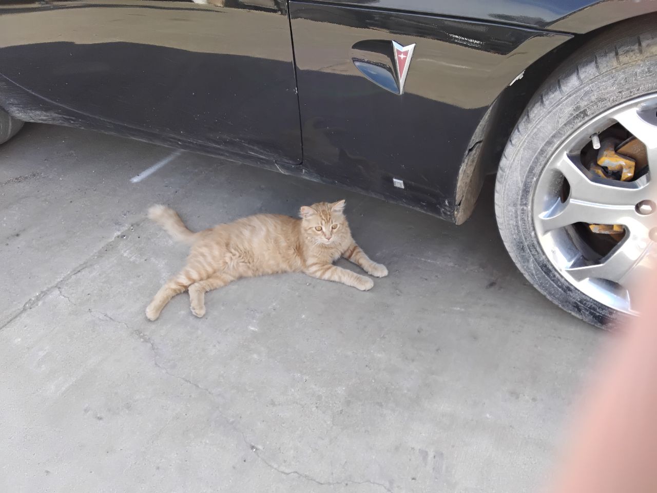 https://f005.backblazeb2.com/file/img-partshotlines-com/Inventory/MA472/Vehicle/27460_02.jpg